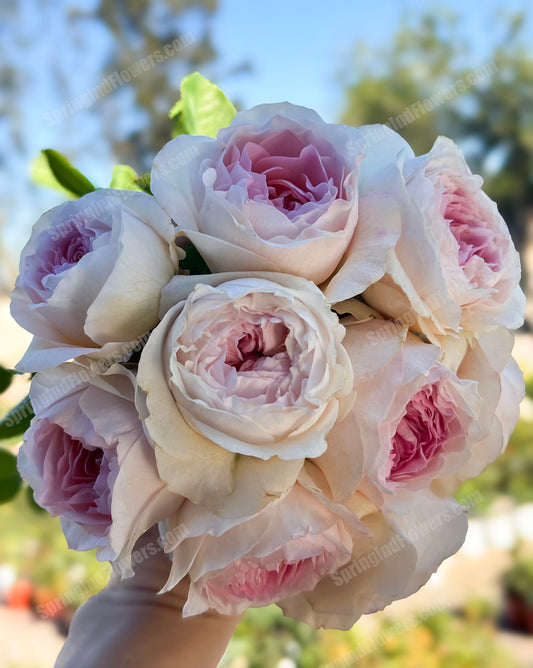 NEW !  J'adore 真我，Floribunda, Florists Rose.  Heat-tolerant, disease-resistant, Non-Grafted/Own Root.