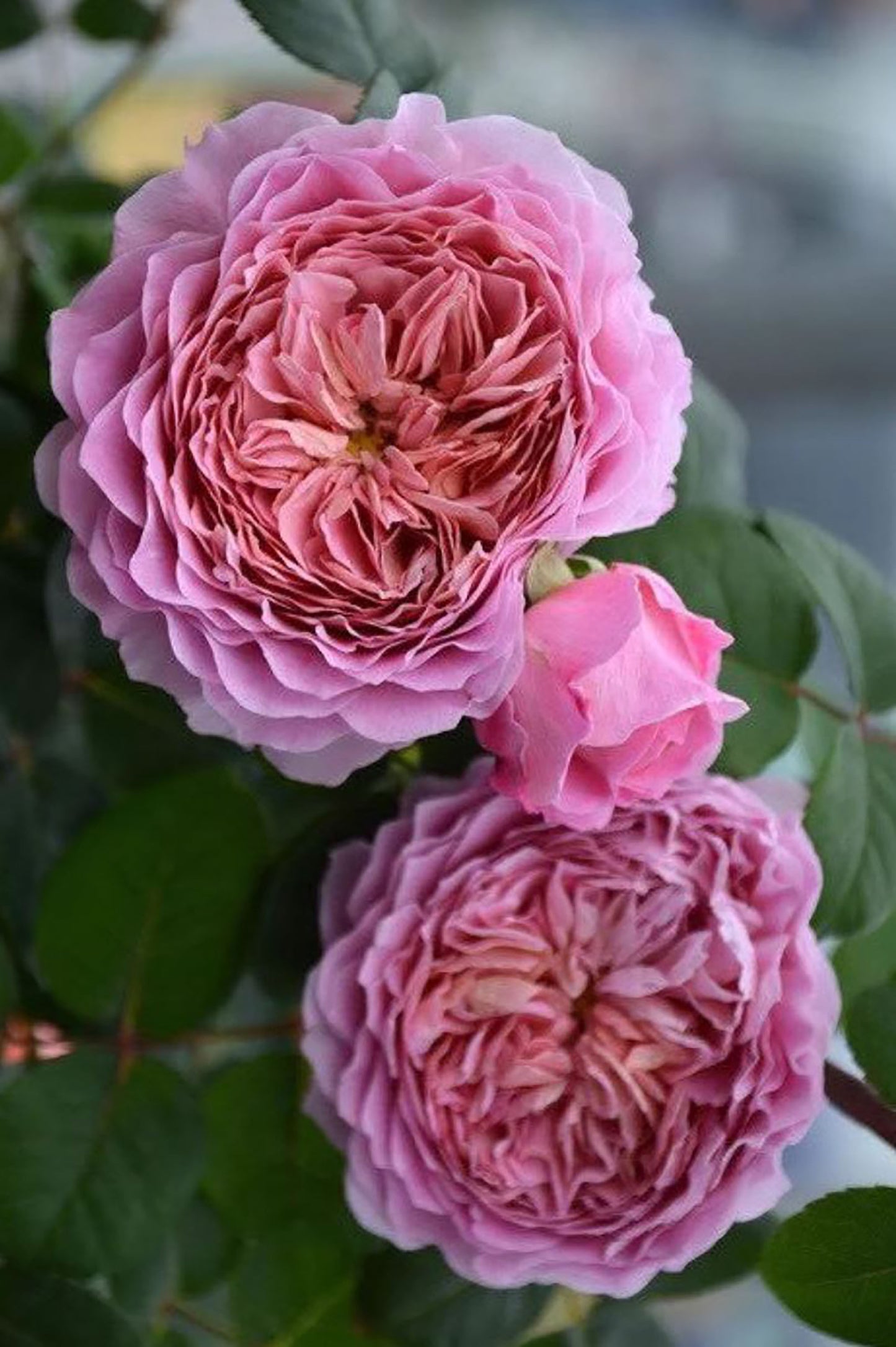 Eisvogel 翠鸟 Hybrid Tea Rose, Strong Fragrance, Excellent Disease Resistance,Non-Grafted/Own Root.