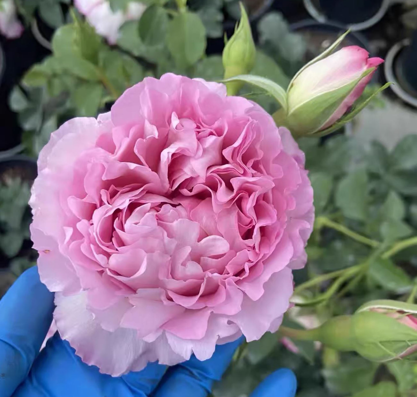 Rien Rose 河本绊 リアン・ローズ，Japanese Floribunda Rose，Non-Grafted/Own Root.