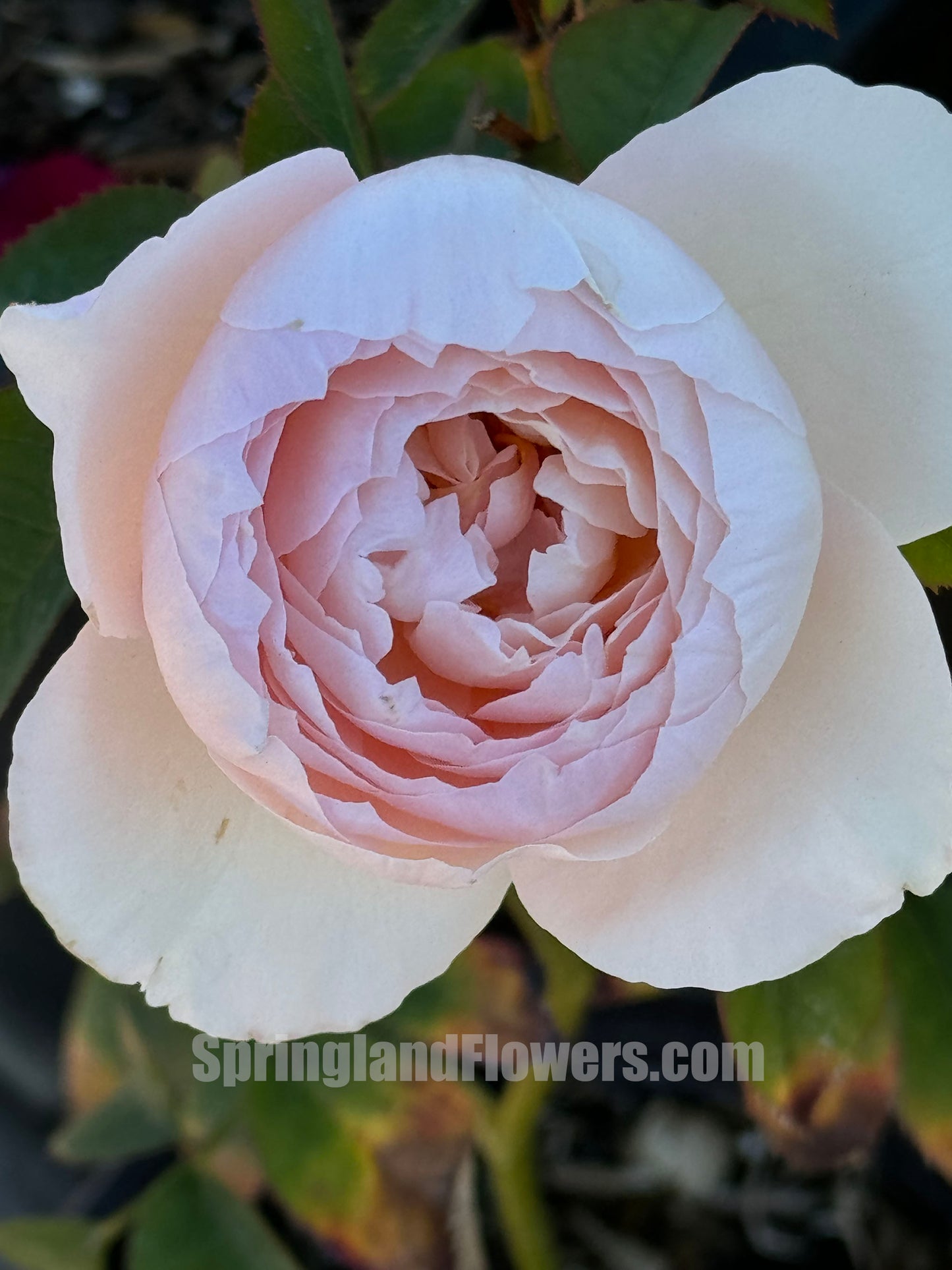 Peony Pink 芍药粉，Shrub Rose, Non-Grafted/Own Root.