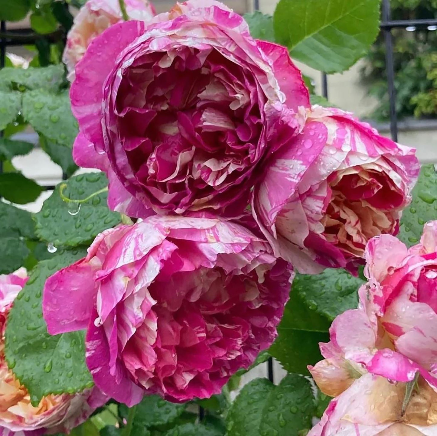 #SPF038, extremely similar to Édouard Manet 马奈, French Climbing Rose, Continuous Flowering And Strong Disease Resistance, Thornless. Non-Grafted/Own Root.