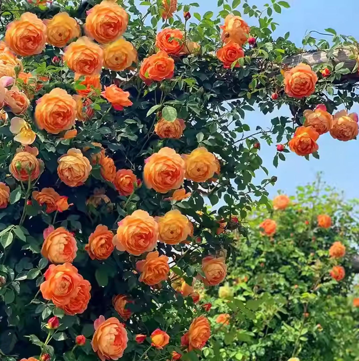 Honey Caramel 蜂蜜焦糖, Climbing Rose, Non-Grafted/Own Root.