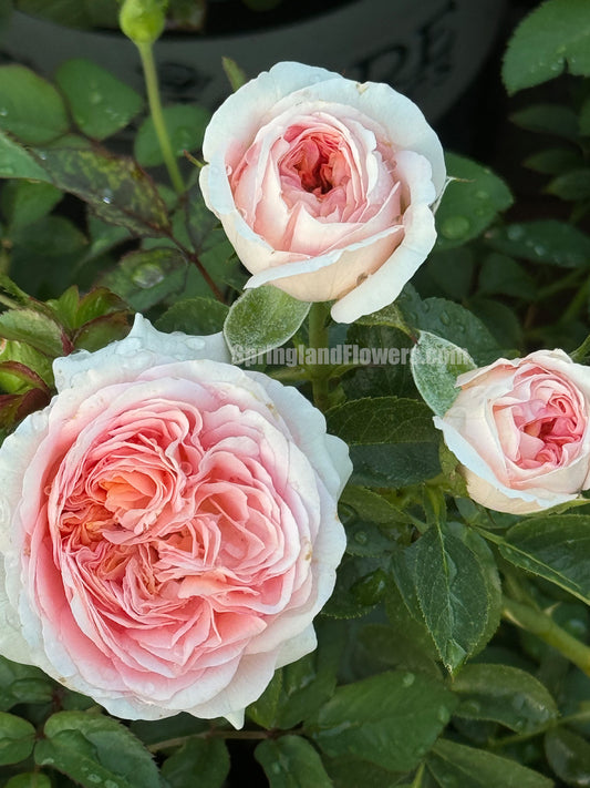 Voyage 航程，Hybrid Tea Rose，Strong Disease Resistance and Heat Tolerance,Non-Grafted/Own Root.