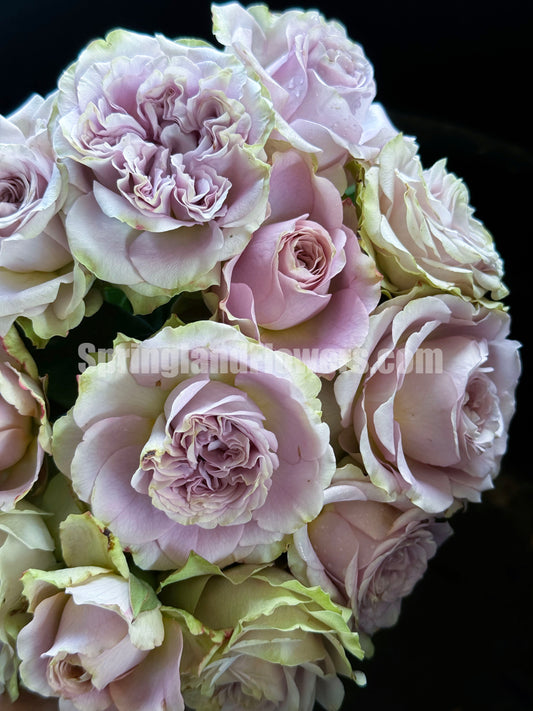 #SPJ277, Always on your side 一直在你身边, Japanese Florist Shrub Rose, Non-Grafted/Own Root.