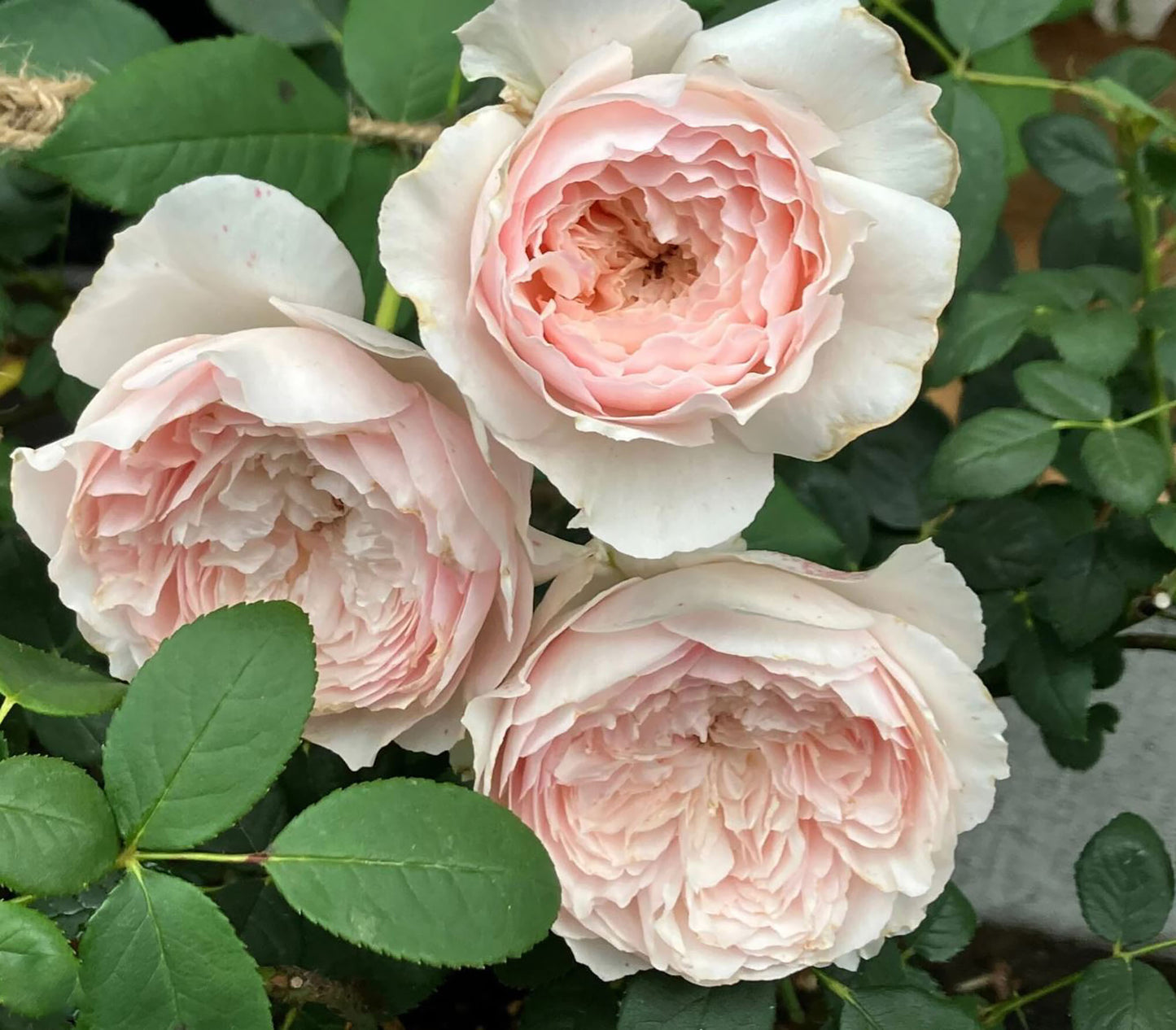 Hiyori 日和 , Shrub Rose, Non-Grafted/Own Root,  1 Gal.