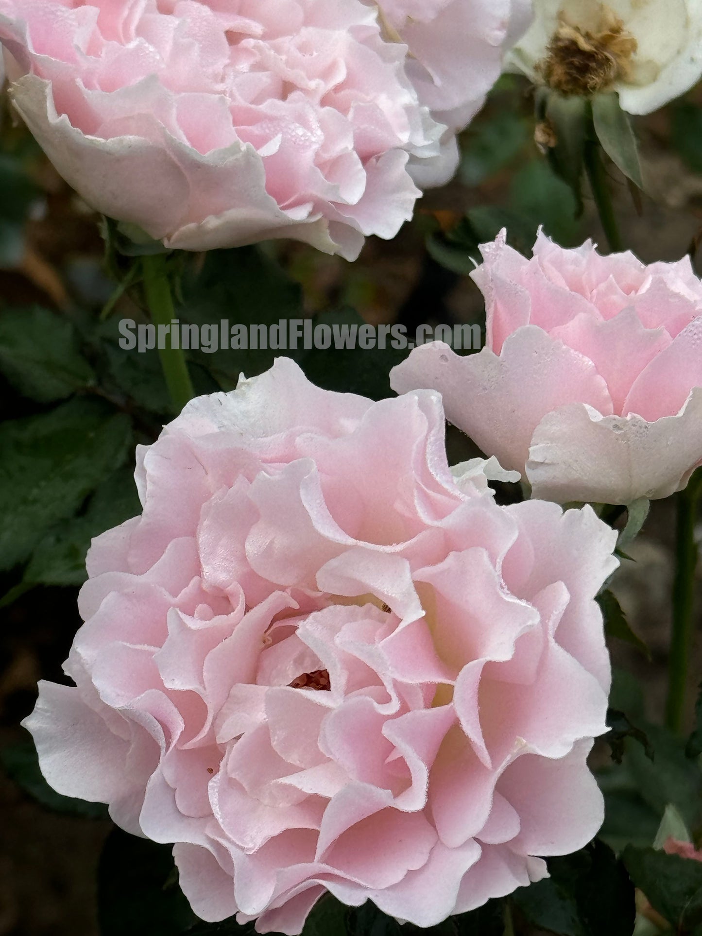 La Marié 河本新娘/新婚 ラマリエ，Japanese Floribunda Rose, Strong Fragrance，Thornless ,Non-Grafted/Own Root.