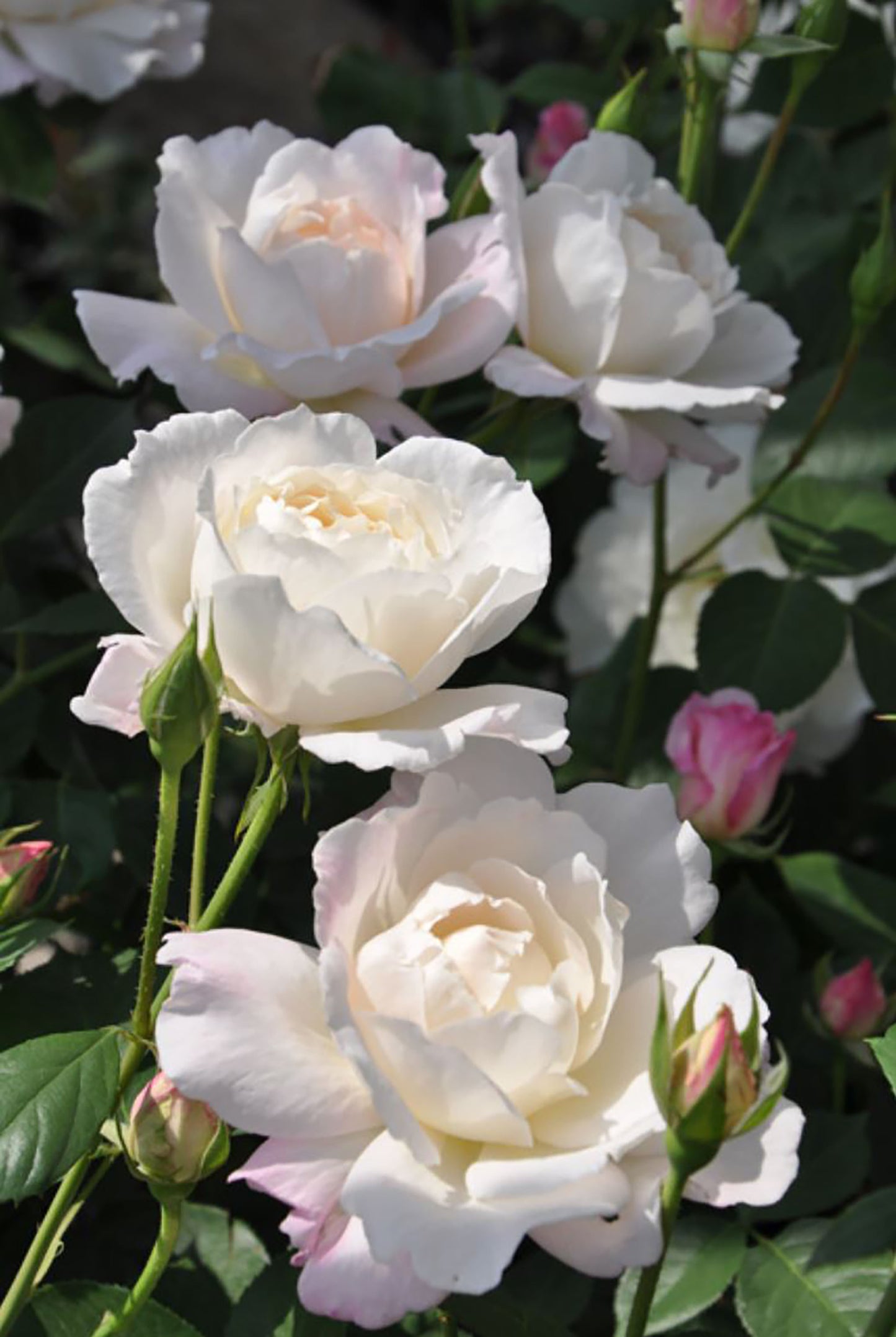 Princess Tenko 天宫公主 プリンセステンコー, Japanese Shrub Rose , Strong Fruity Sweet Fragrance,  Large,  Non-Grafted/Own Root.