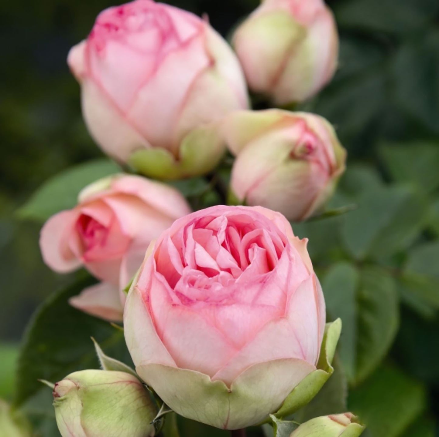 Charming Piano 妩媚钢琴，Hybrid Tea Rose, Globular Bloom Form.  Blooms In Flushes Throughout The Season.  Non-Grafted/Own Root.