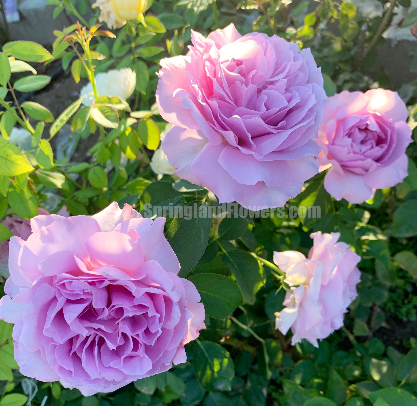 Love Song 情歌，Floribunda Rose, Heat-tolerant, disease-resistant, Non-Grafted/Own Root.