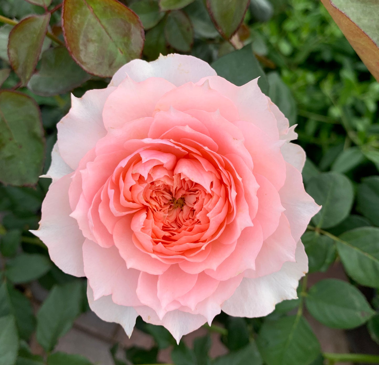 Monique Darve 莫妮卡戴维, Floribunda Rose, Non-Grafted/Own Root.