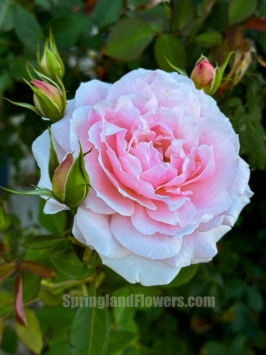 Quietness 寂静, Shrub Rose, Heat-tolerant, disease-resistant, Non-Grafted/Own Root.