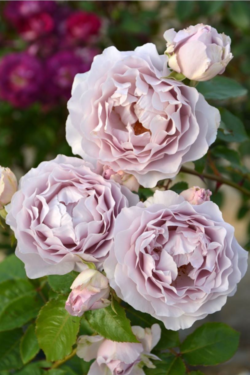 #SPJ157, NEW! Camille 卡米尔，Japanese Climbing Rose, Disease-resistant.