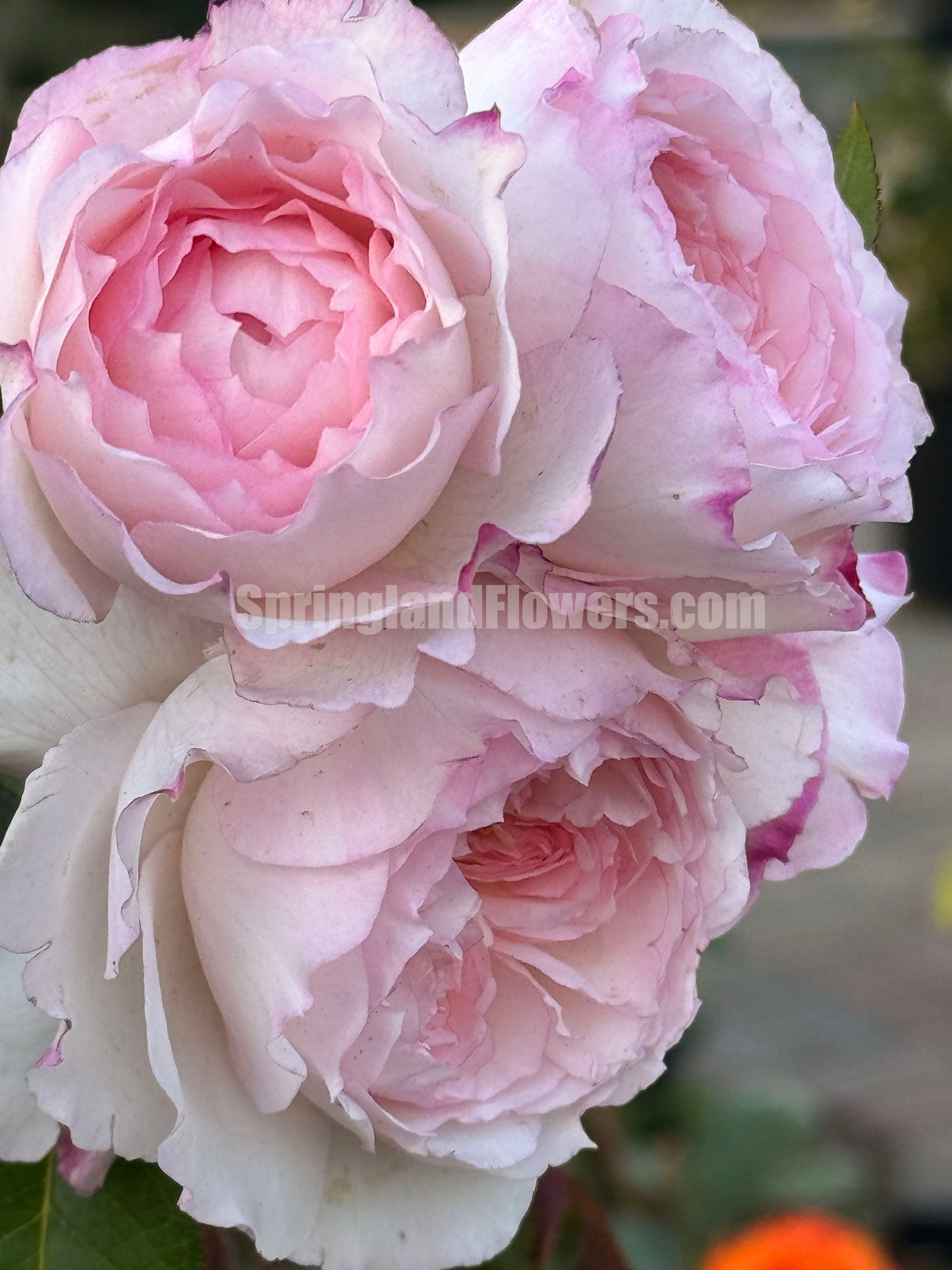 NEW ! 2022. Savon サボン 肥皂，Japanese Shub Rose, Non-Grafted/Own Root.