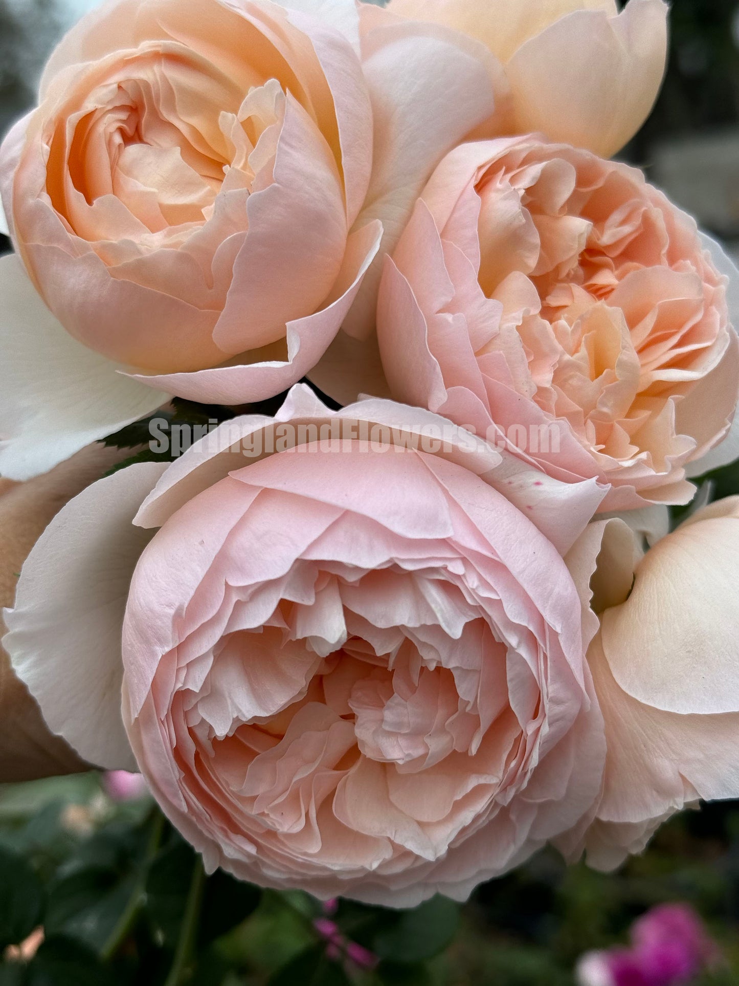 Pink Charm /Fenyan 粉妍, Floribunda Rose, Heat-Tolerant and Disease-Resistant,  Non-Grafted/Own Root.