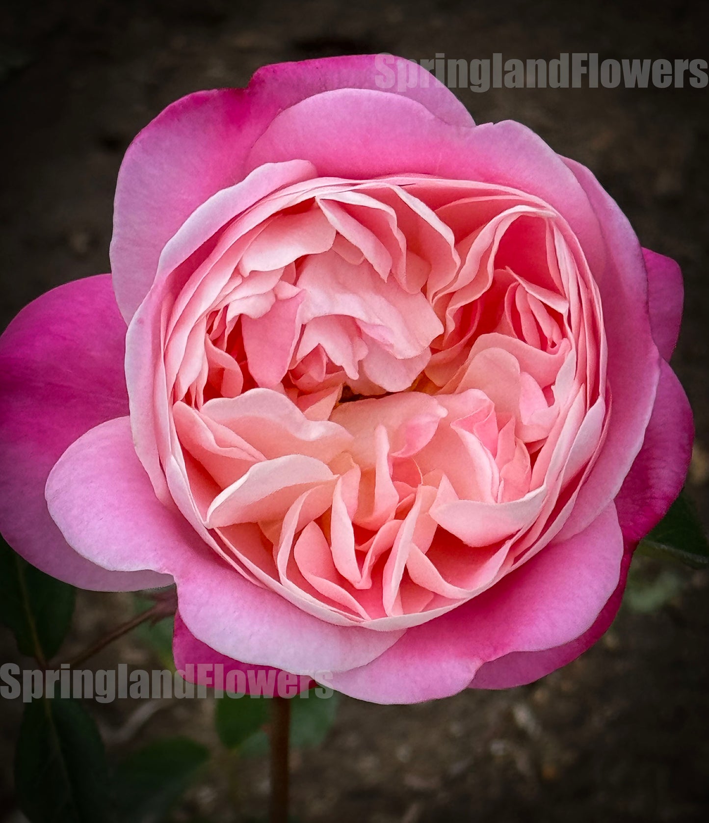 Mon Amour 和室  ジャパネスクモナムール, Japanese Shrub Rose, Non-Grafted/Own Root.