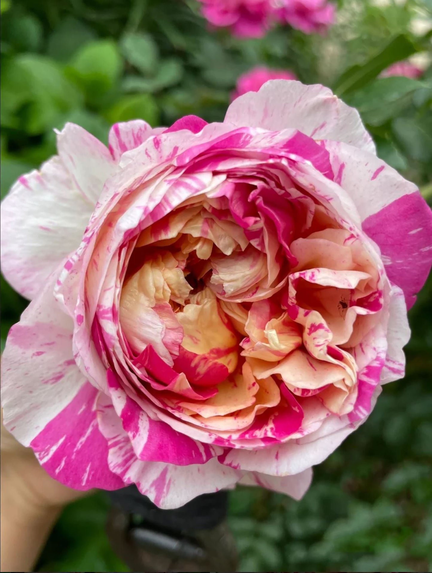 #SPF038, extremely similar to Édouard Manet 马奈, French Climbing Rose, Continuous Flowering And Strong Disease Resistance, Thornless. Non-Grafted/Own Root.