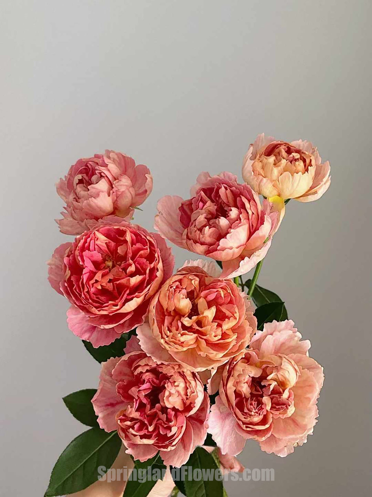 NEW ! 2022. Sunset Blush 羞颜，Japanese Shrub Rose，Non-Grafted/Own Root.