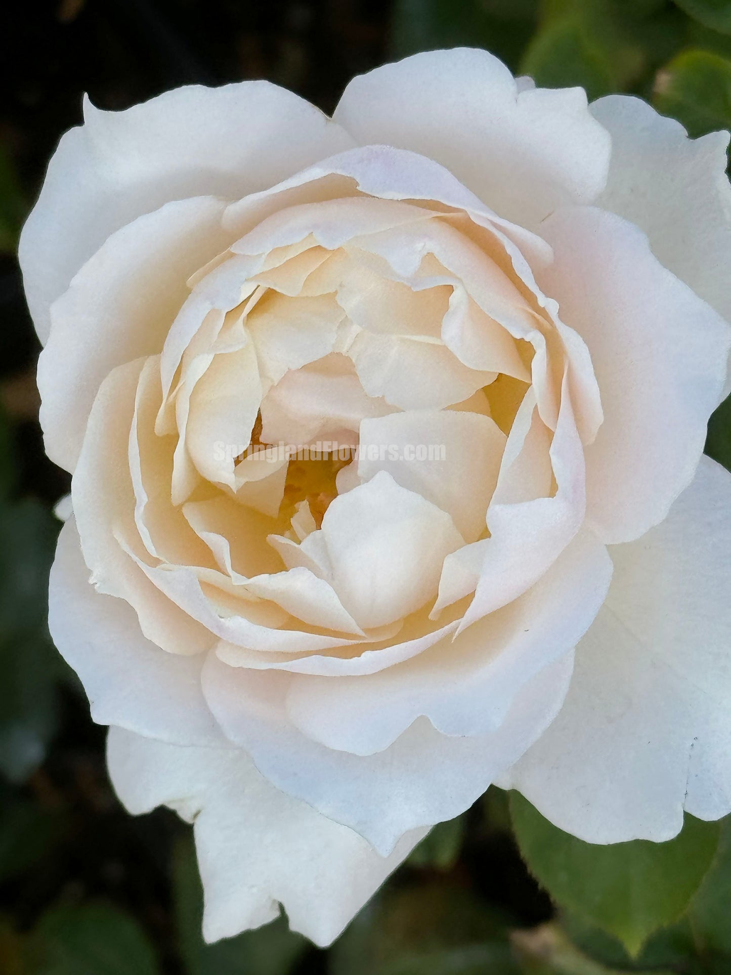 Princess Tenko 天宫公主 プリンセステンコー, Japanese Shrub Rose , Strong Fruity Sweet Fragrance,  Large,  Non-Grafted/Own Root.