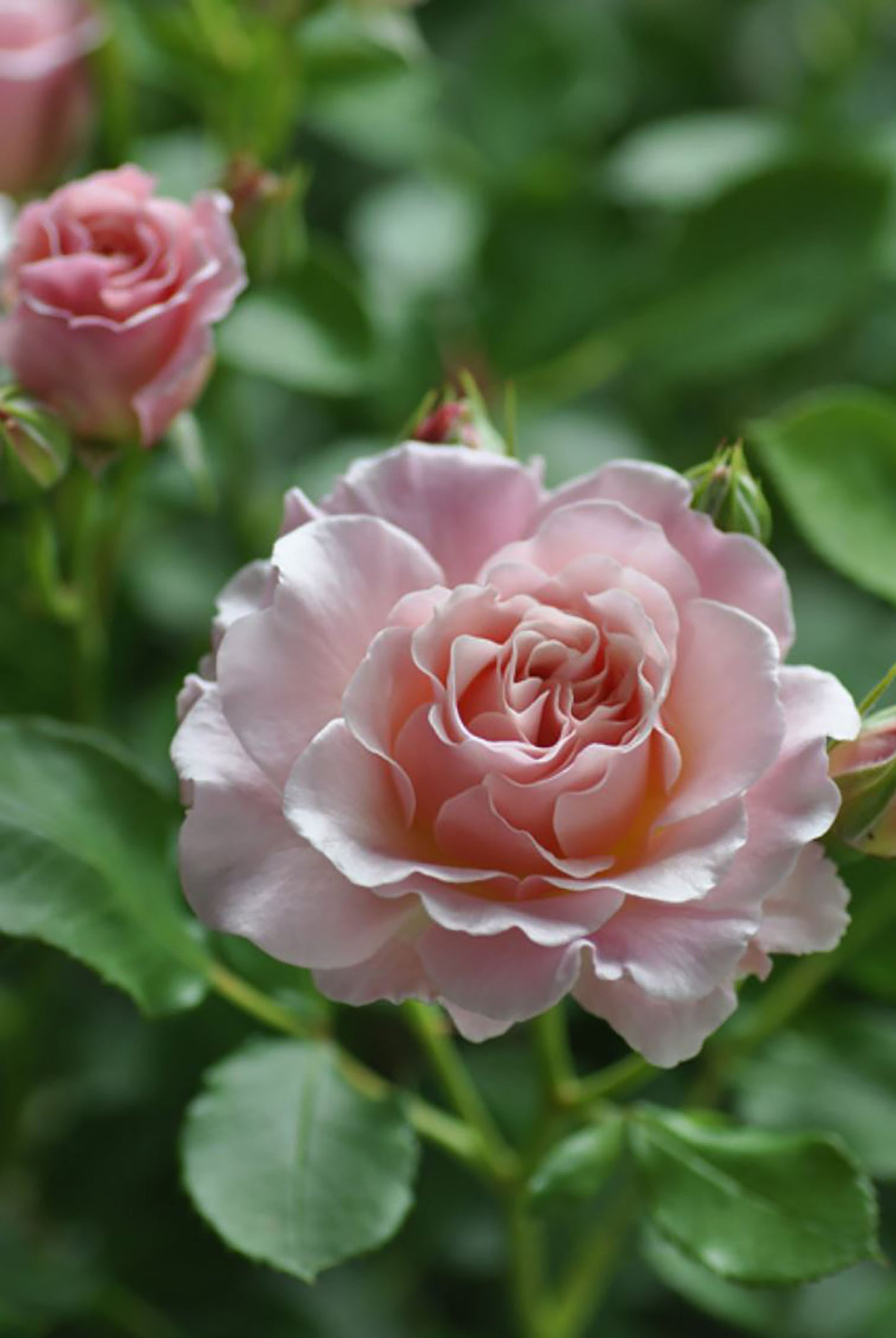 Chou Chou 闪闪发光/悠悠河本 シュシュ，Japanese Floribunda Rose, Non-Grafted/Own Root.