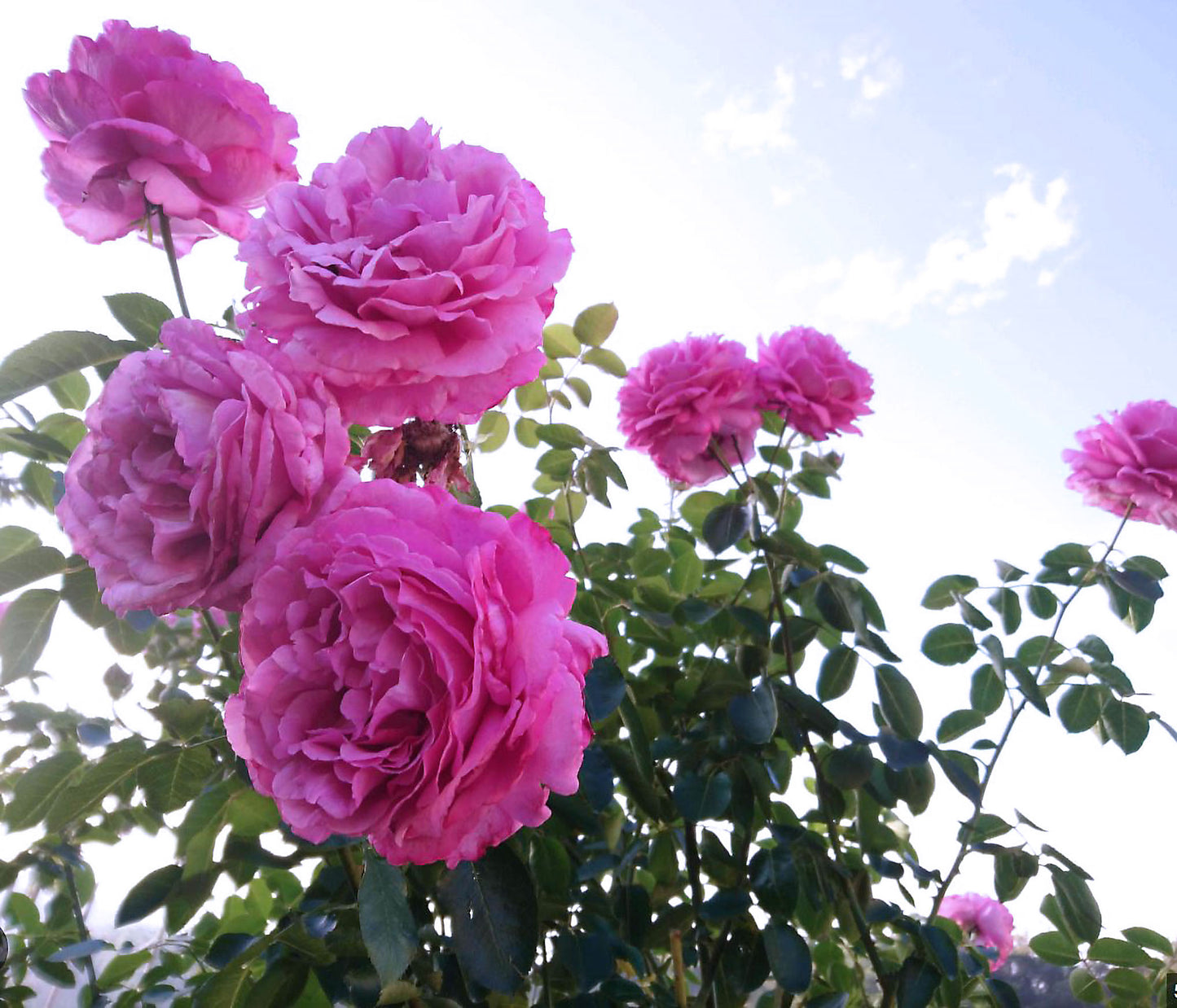 #SPJ276, Yves Piaget Cl 藤本伊芙伯爵，Japanese Climbing Rose, Non-Grafted/Own Root.