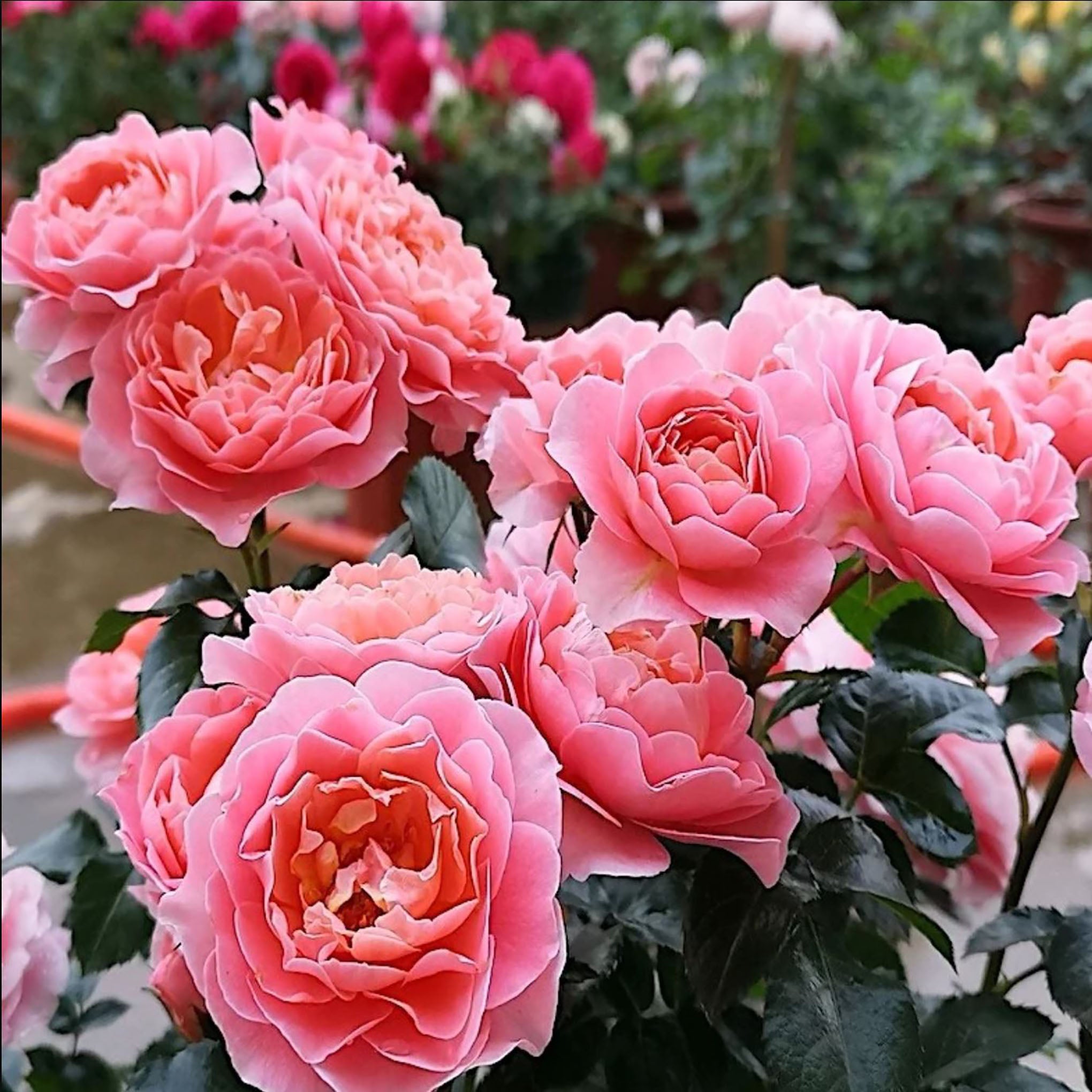 Fragrance King Terrazza 芳香王阳台/香香公主，Floribunda Rose, 2 Years Old 1 Gal,  Non-Grafted/Own Root.