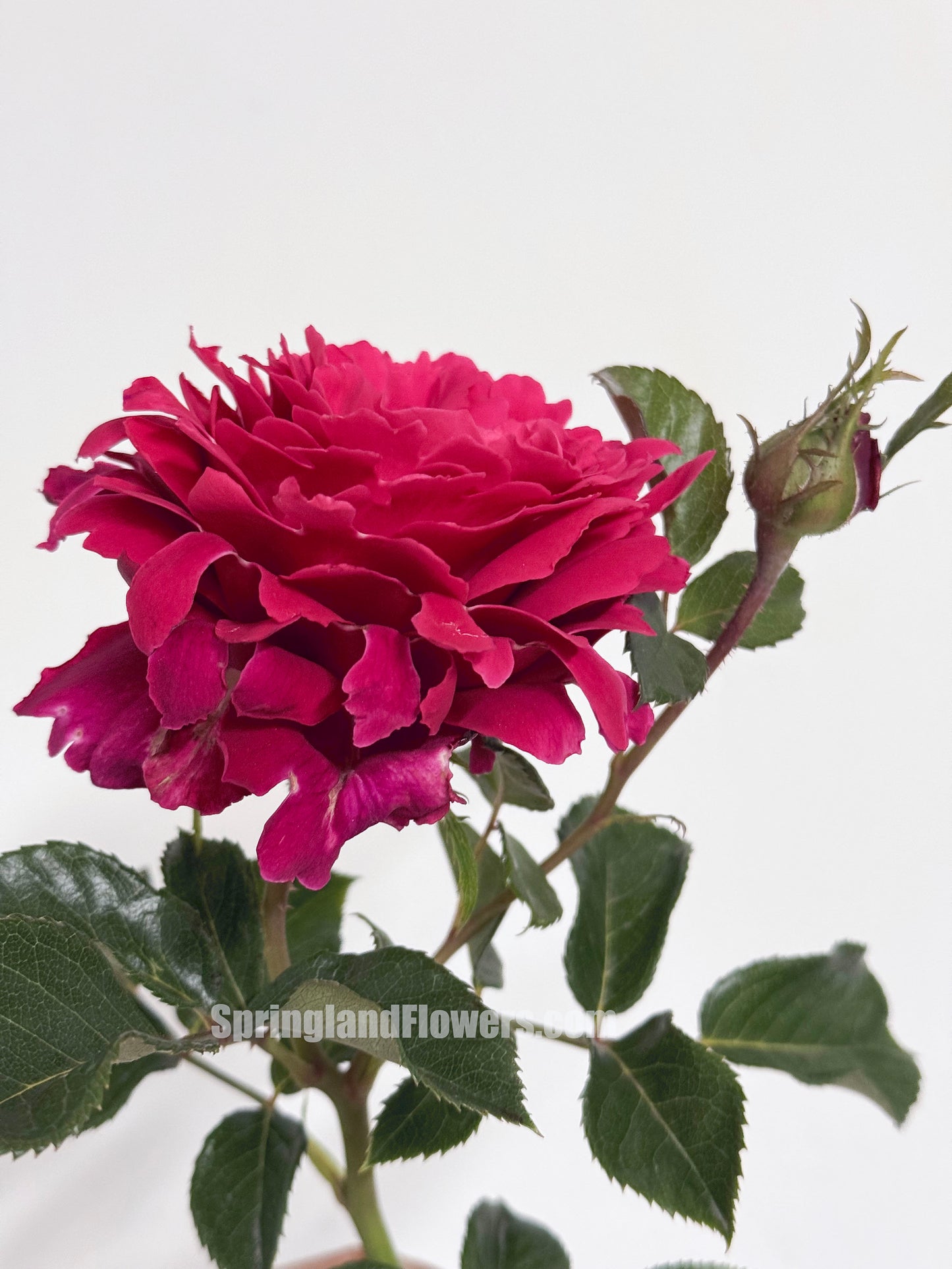 #SPN281, Glamorous Ruffle 魅力波浪，Shrub Rose,  Non-Grafted/Own Root.