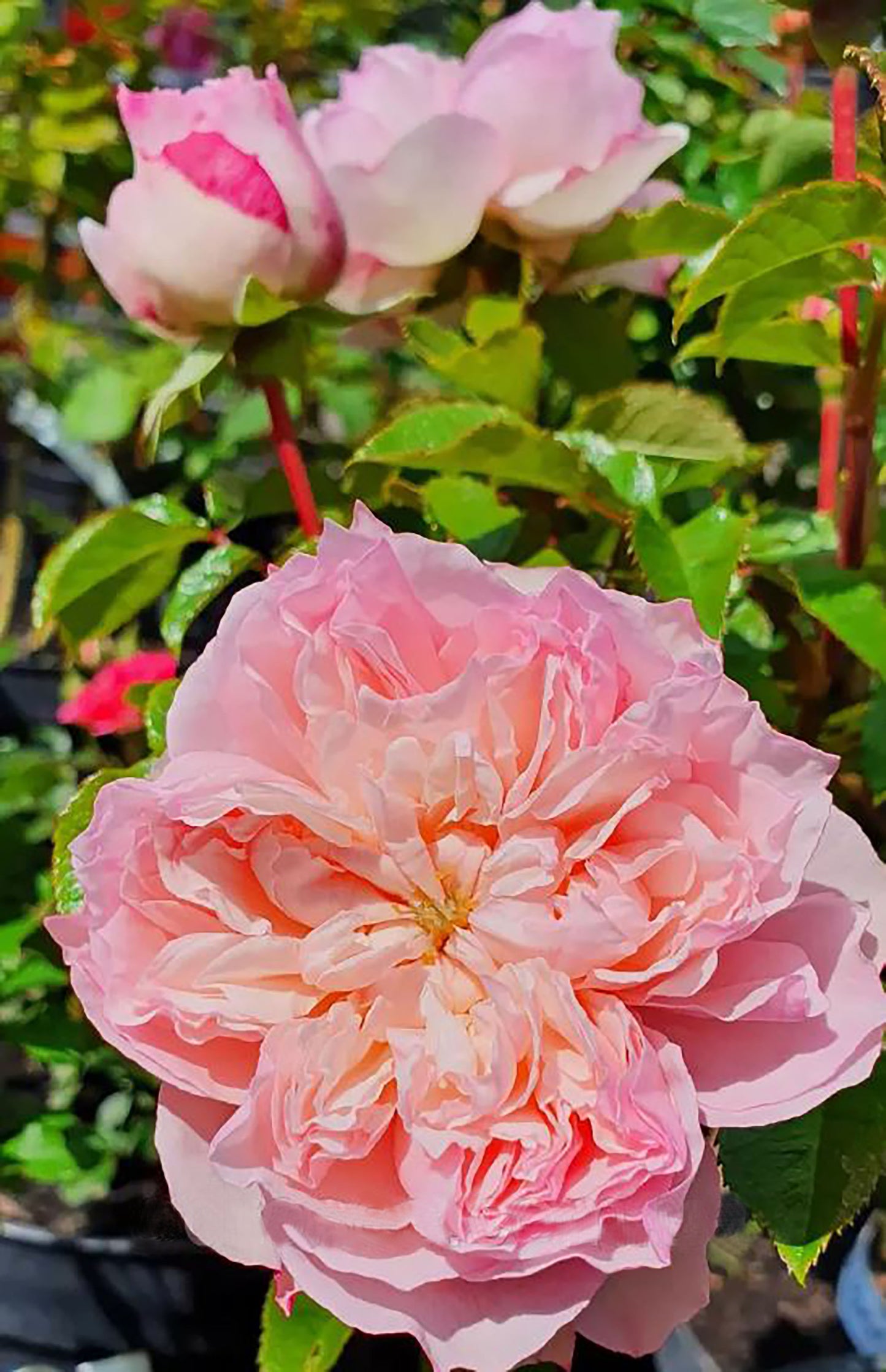 Cecil de volanges 蝶之舞 セシルドゥヴォーランジェ，Japanese Shrub Rose. Glossy Leaves Resistant To Black Spot And Powdery Mildew.