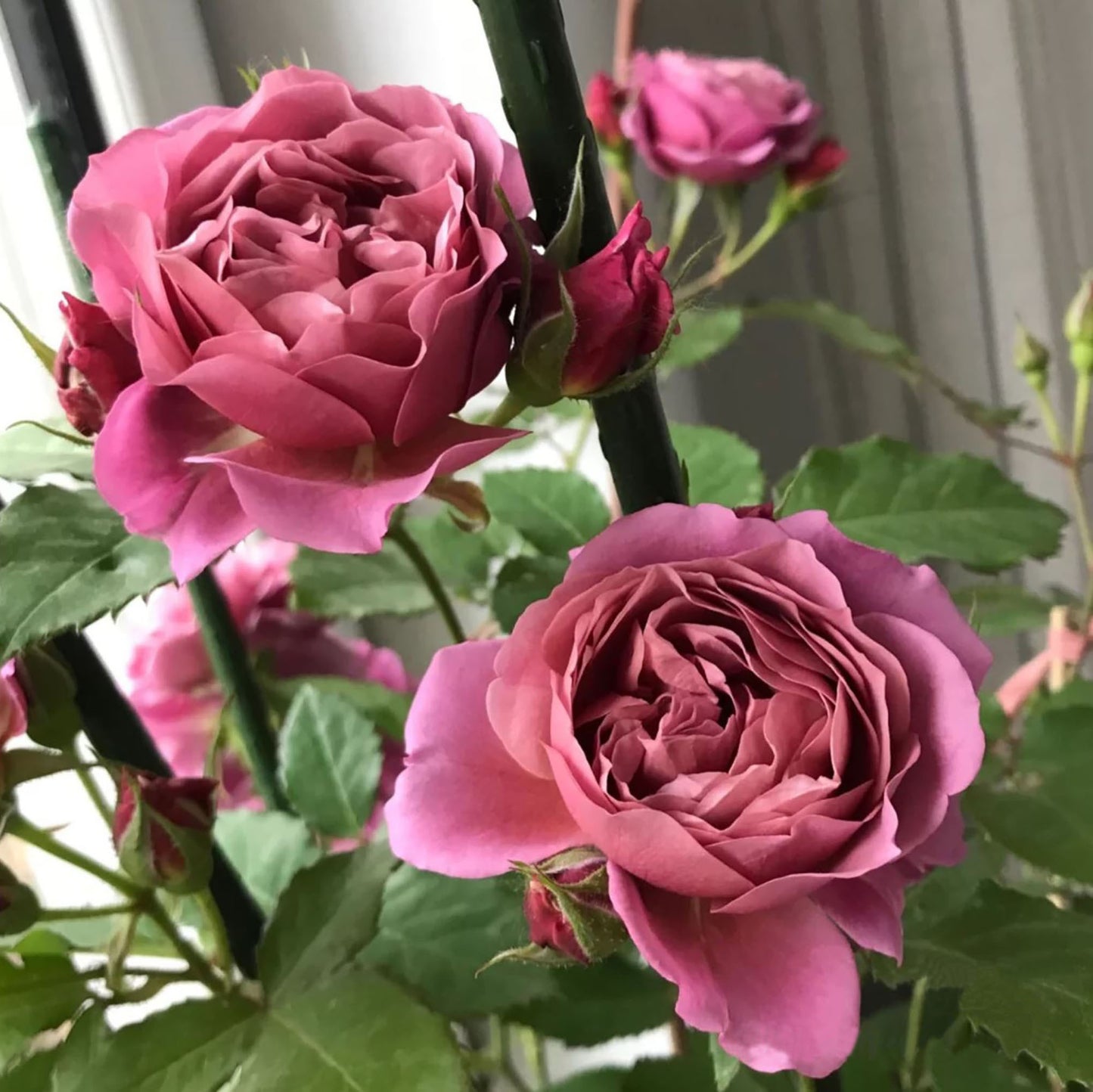 Japanese Floribunda Rose 'Aoi' 葵，Non-Grafted/Own Root.