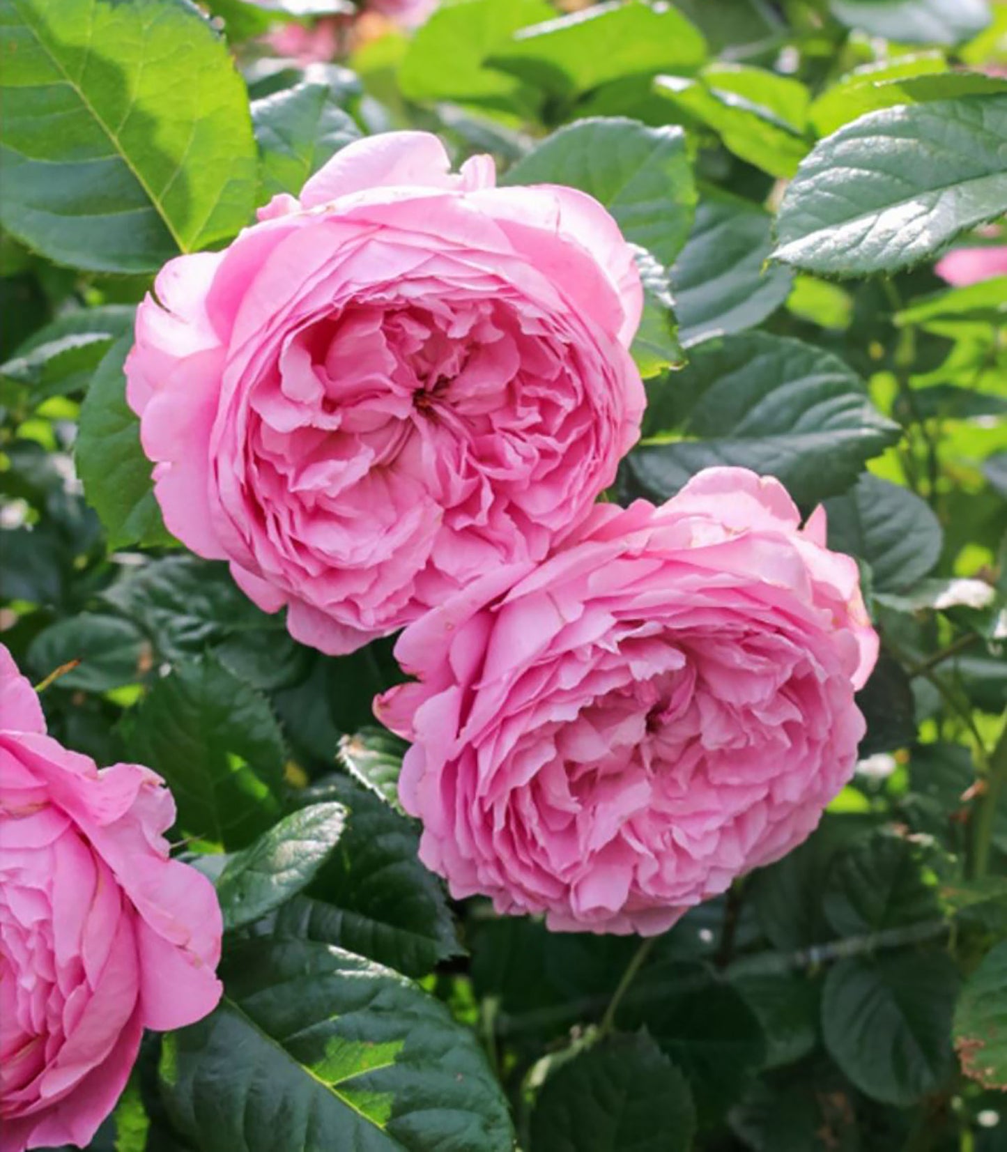 Chantal Mérieux 尚塔尔, Medium pink Shrub, Strong Fragrance. Upright, Strong Disease Resistance. An Almost Perfect Rose.Own Root.