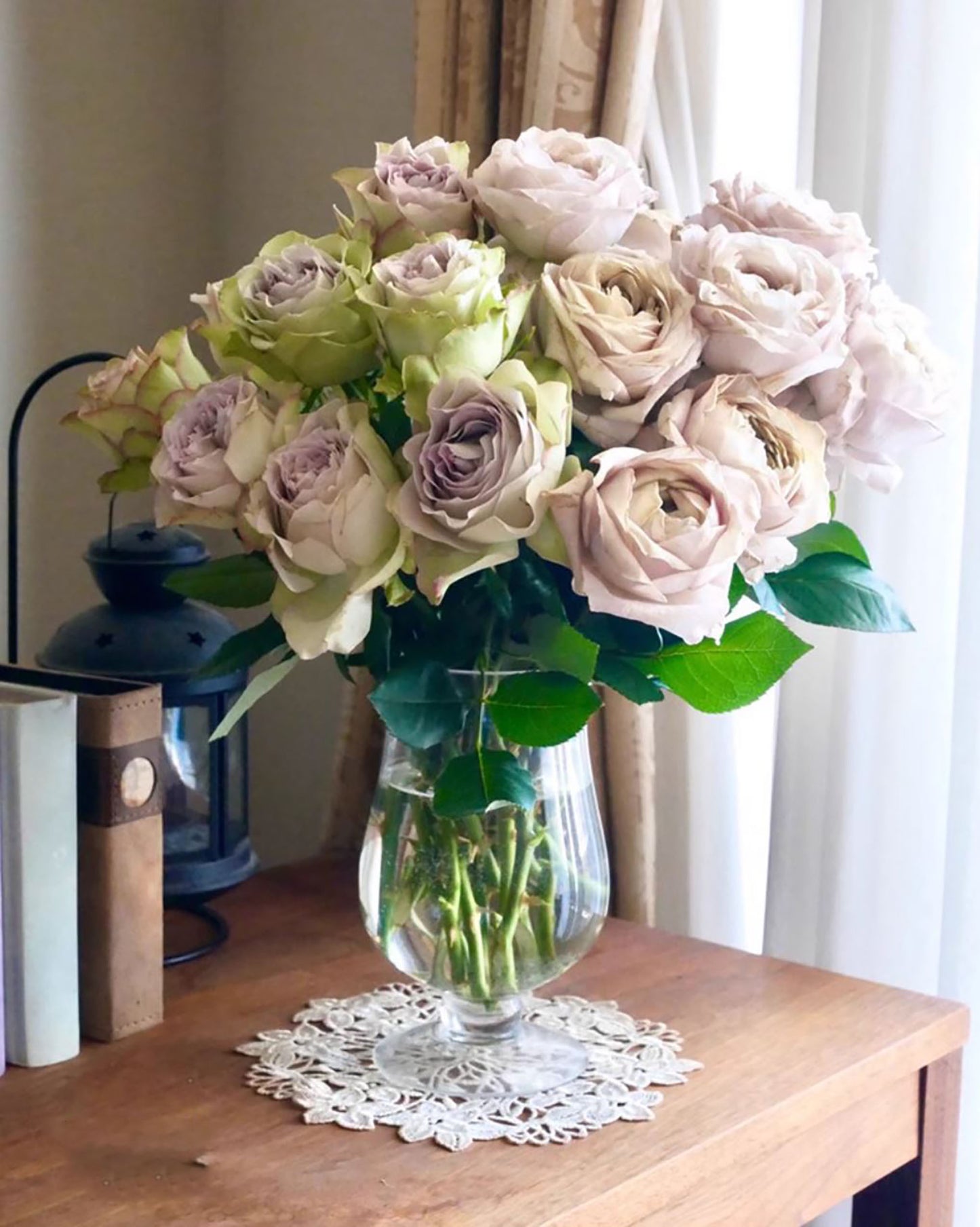 Lapis Veil 青金石面纱 ，Japanese Shrub Rose, Non-Grafted/Own Root.