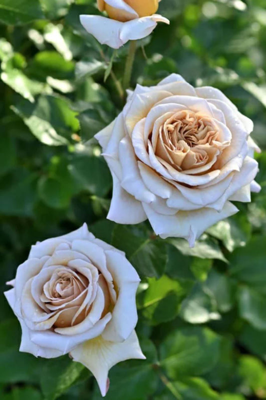 #SPF137，Rallye des Gazelles 瞪羚拉力赛，Floribunda Rose, Non-Grafted/Own Root.