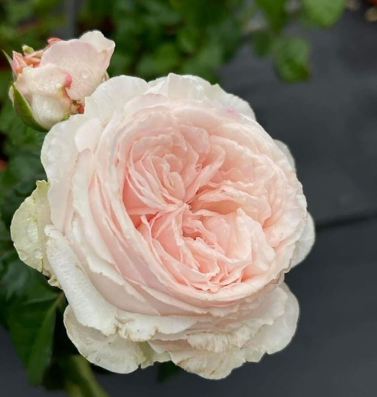 M-Pink Moon 粉月亮，Shrub Rose ,  Non-Grafted/Own Root.