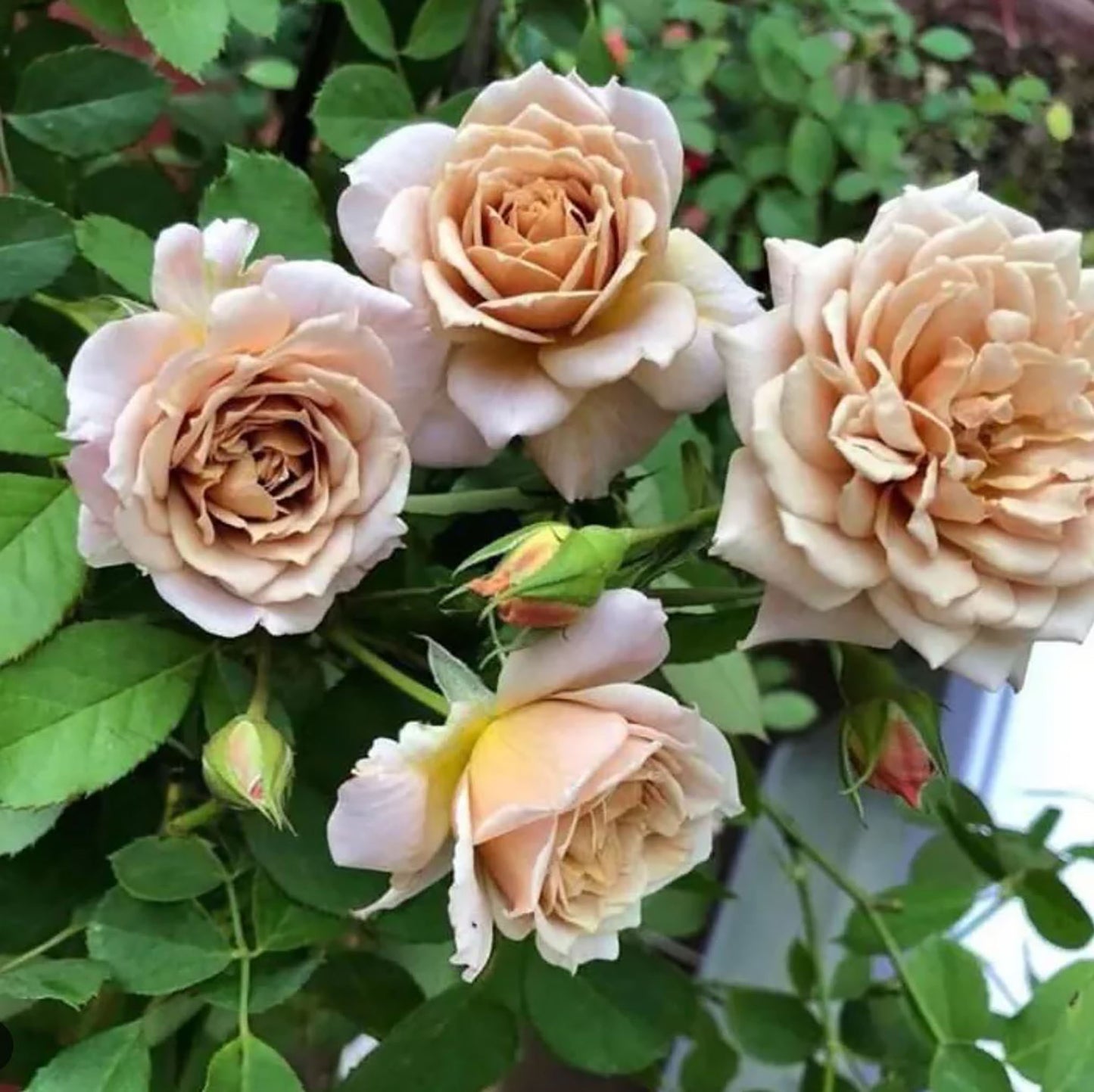 #SPJ060 , extremely similar to Iori 八神庵, Japanese Florist Floribunda Rose，Heat-Resistant, Disease-Resistant, Non-Grafted/Own Root.