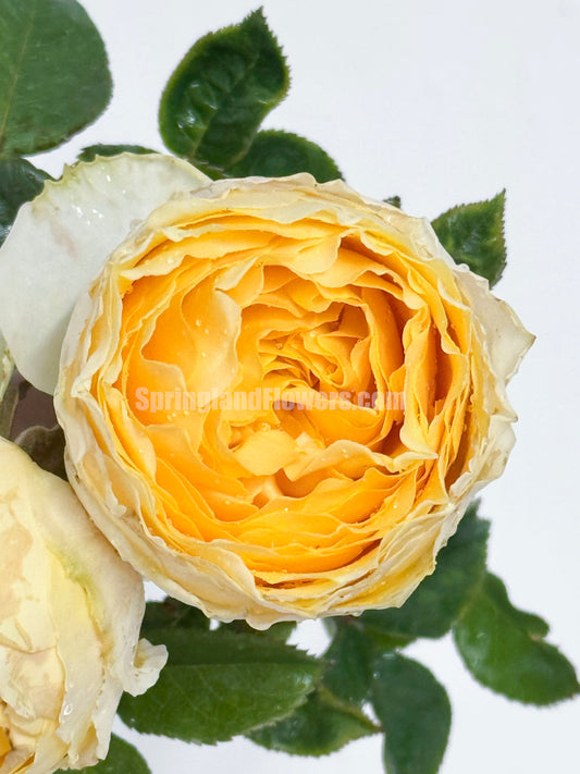 #SPJ087，Shining Smile 阳光笑容,  Japanese  Florist Shrub Rose, Non-Grafted/Own Root.