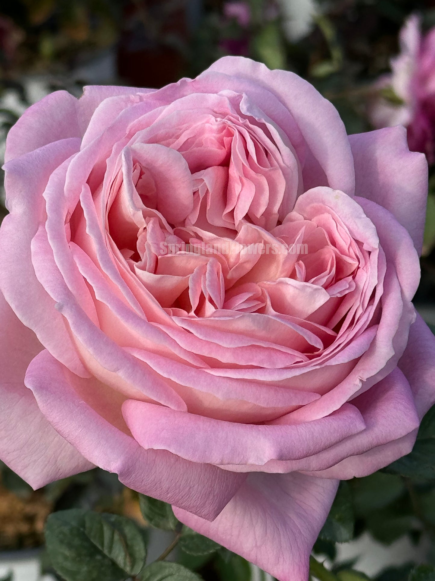 #SPQ003 ，Shrub Rose, Large, Strong fragrance. Heat Resistant.Non-Grafted/Own Root.