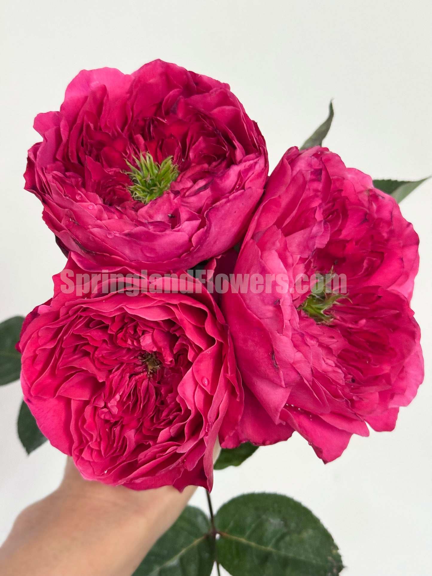 #SPQ001 ,Accademia 阿卡德米亚学院， Hybrid Tea Rose, Deep pink - violet.  Strong fragrance. Non-Grafted/Own Root.