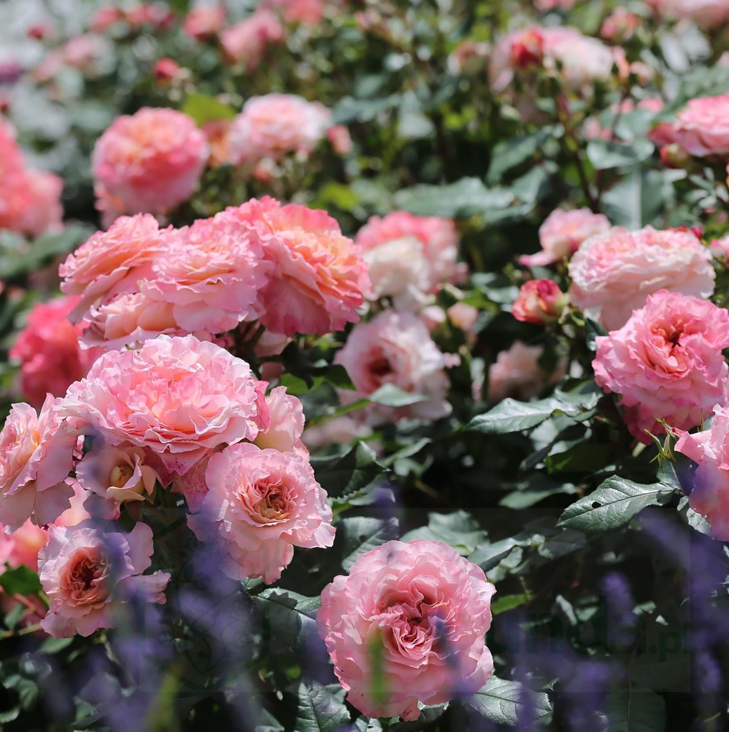 Augusta Luise 奥古斯塔.路易斯, Hybrid Tea Rose, Strong fragrance. Large. 2 Years Old 1 Gal, Non-Grafted/Own Root.