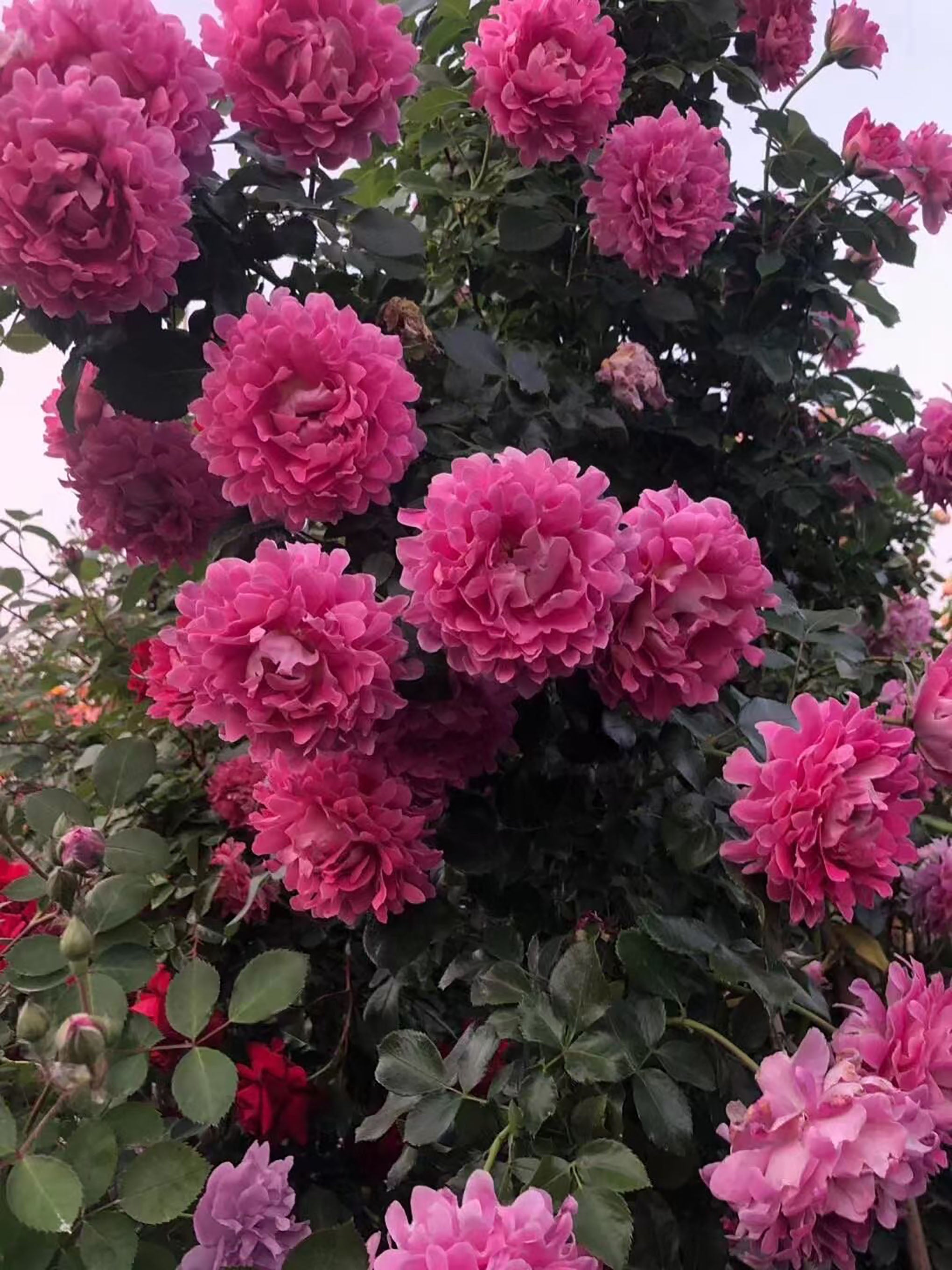 #SPN027, Fancy Ruffle 梦幻褶边, Netherlands Climbing Rose , Non-Grafted/Ow ...