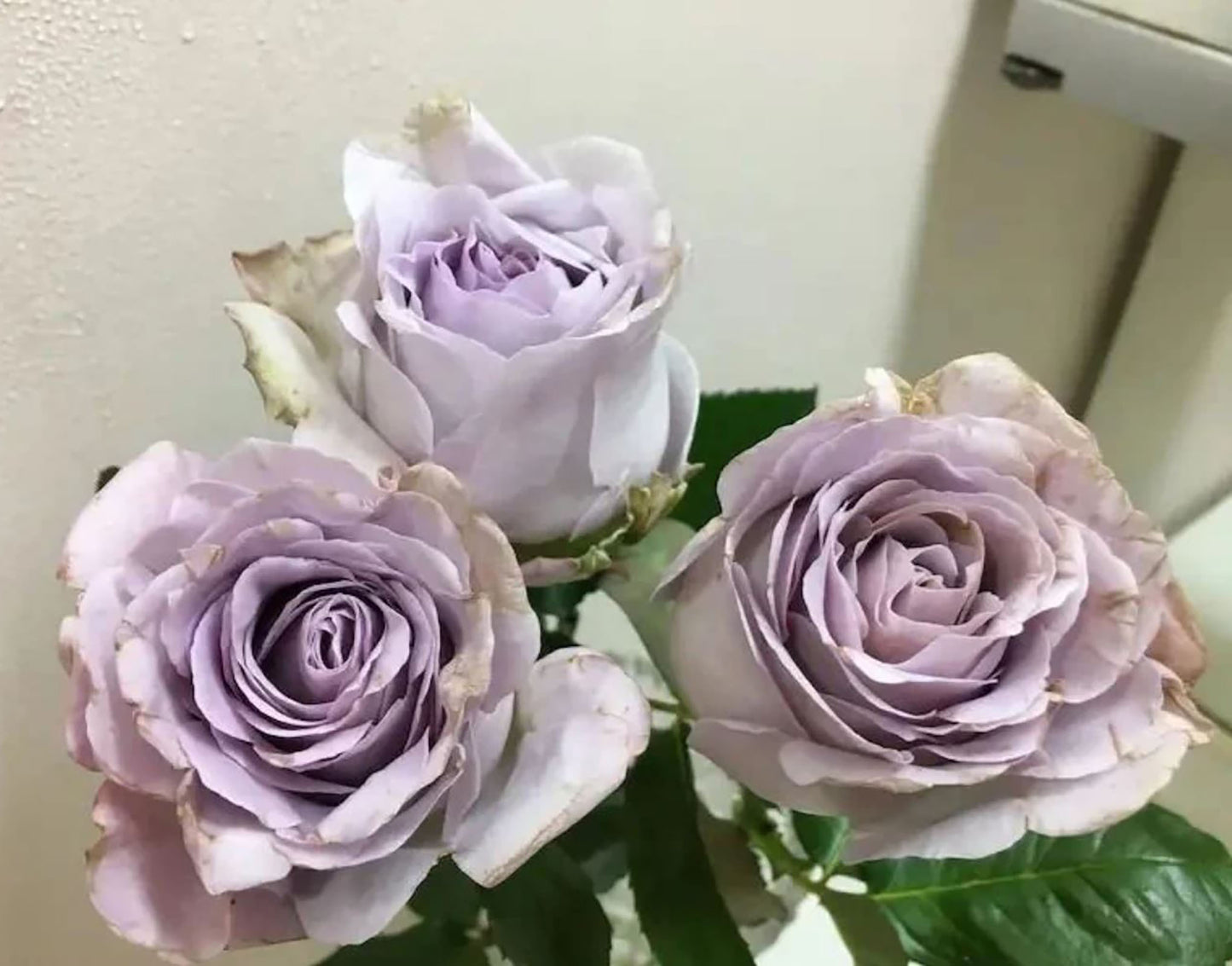 Luxury Nove 天然香水ラグジュノーブ,  Japanese Shrub Rose,   Non-Grafted/Own Root.