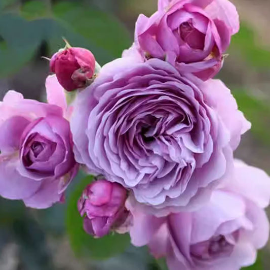 Lavender Bouquet 薰衣草花环, Japanese Climbing Rose, Thornless, Non-Grafted/Own Root.