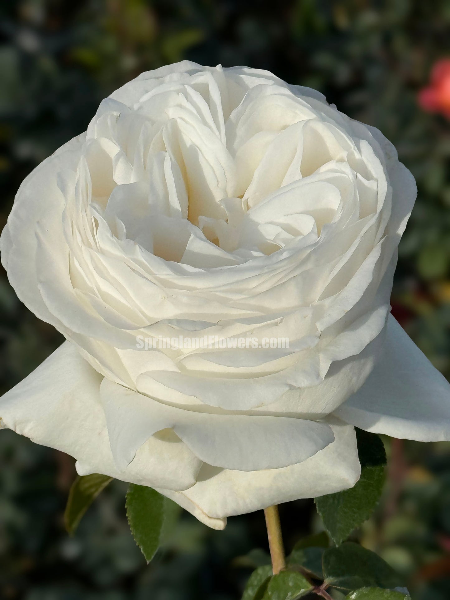 #SPF062，extremely similar to Jeanne Moreau 珍妮莫罗, French Florist Shrub Rose, Rich Lemon Fragrance，Excellent Disease Resistance, Non-Grafted/Own Root.