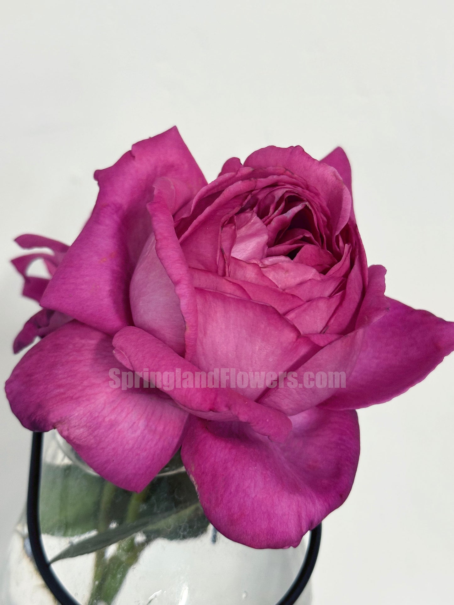#SPJ290,  Eve Brown/ Yves Brown 伊芙布朗，Japanese Shrub Rose, Non-Grafted/Own Root.