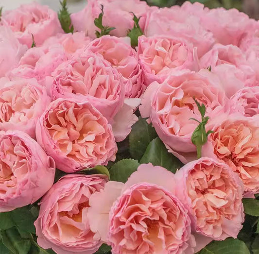 Princesse Charlene de Monaco 摩纳哥夏琳王妃，Hybrid Tea Rose，Non-Grafted/Own Root.