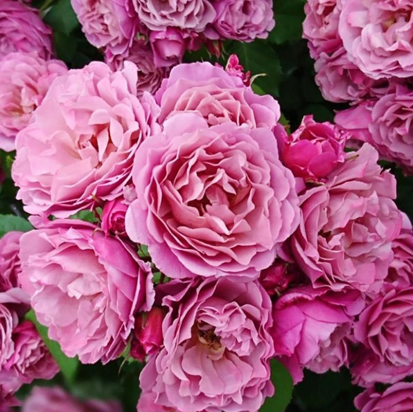 Japanese Floribunda Rose 'Aoi' 葵，Non-Grafted/Own Root.