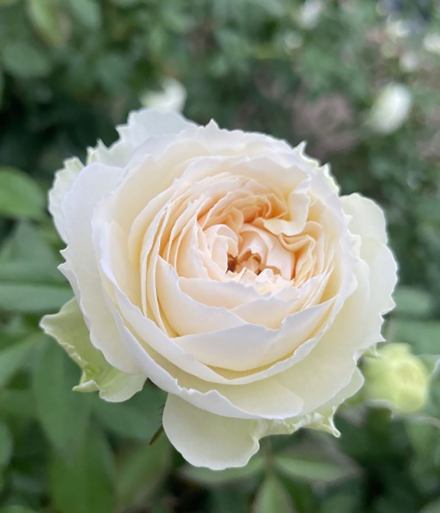 Lorena Summerhouse 蕾娜山庄, Cutting Rose, Florists Rose.  Heat-tolerant, disease-resistant, Non-Grafted/Own Root.