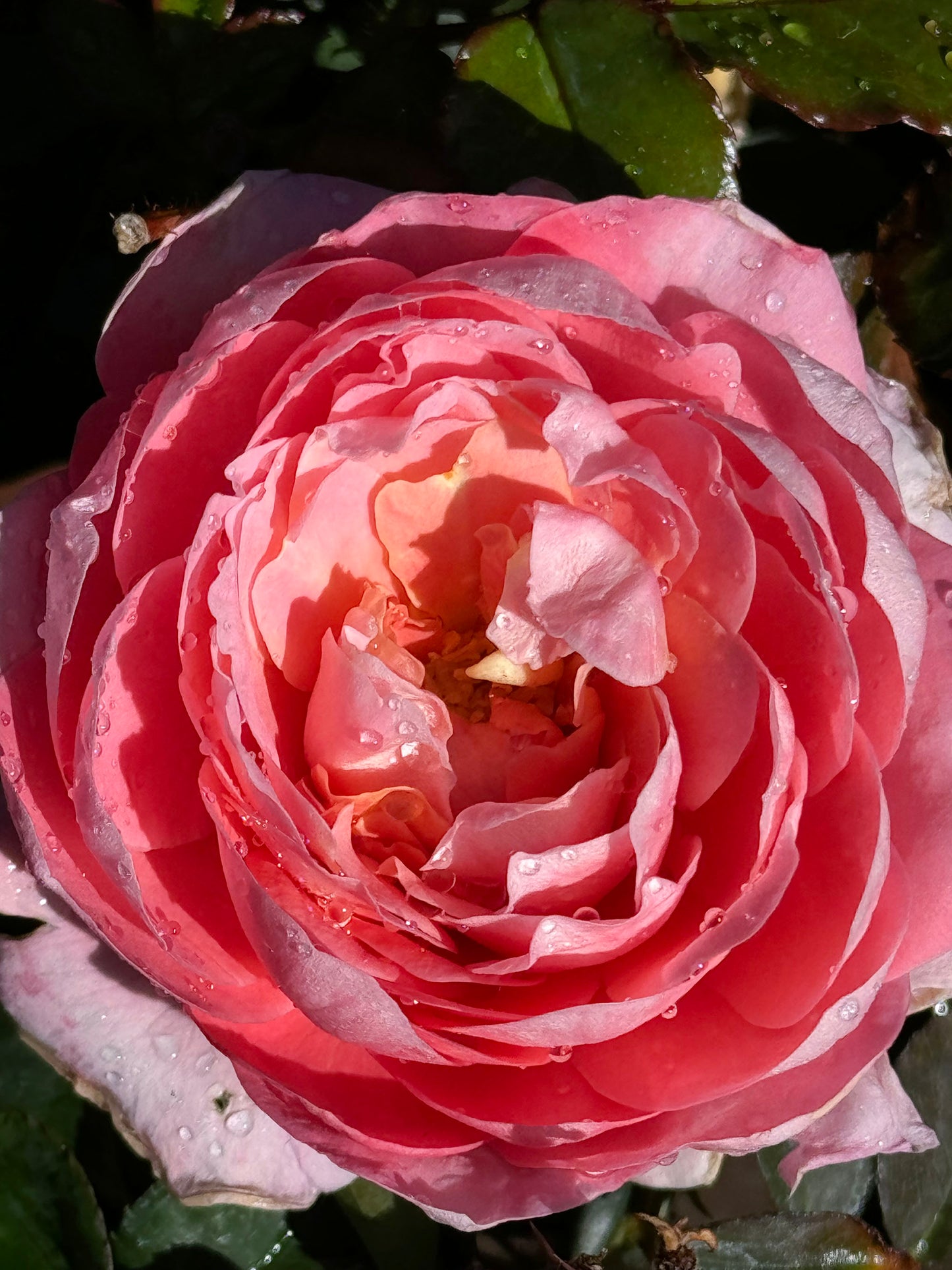 Fragrance King Terrazza 芳香王阳台/香香公主，Floribunda Rose, Non-Grafted/Own Root.