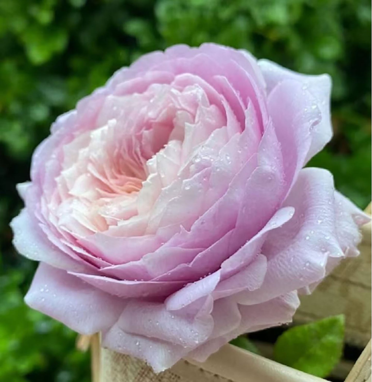 The Pride 荣耀（尼普），Hybrid Tea Rose, Strong  Fruity  Fragrance.  Non-Grafted/Own Root.