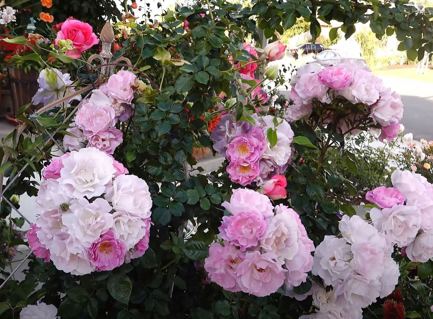 #SPE021,  English Floribunda Rose, Non-Grafted/Own Root.