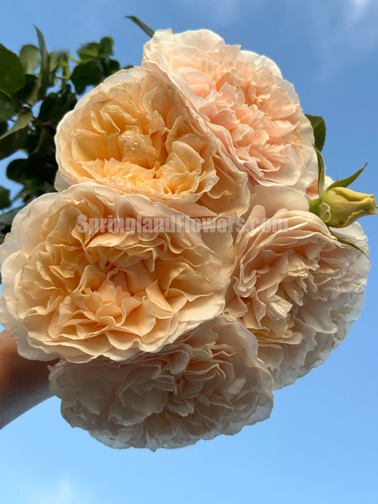 Warm Memories 温暖的回忆, Shrub rose, Non-Grafted/Own Root.