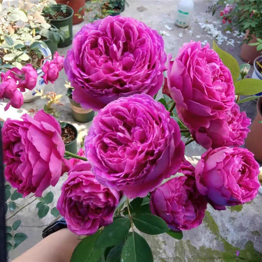 Yves Jardin Parfumé 伊芙芳香花园 ジャルダンパフーメ, Japanese Shrub Rose, Robust Old Rose Fragrance,  Non-Grafted/Own Root.